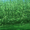 Cornfield