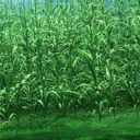 Cornfield