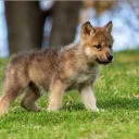 Iron Wolf Pups