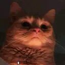 CatLounge™