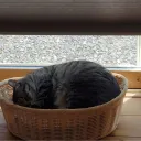 梅酒のサーバー