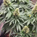 Between2Nugs