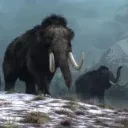 Chilly Mammoth's Herd