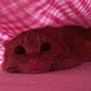 Gattuccio's Kingdom