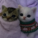 Discovery icon for Simps Discord server