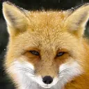 Chill Foxeh Studios: Fan Server
