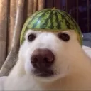 Quaglet's Melon Patch (Archived)