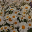 Flowers v2