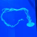 精子に見える気がするクラゲ