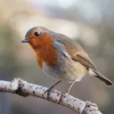 Bird Academy