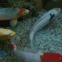 The Ascending Koi