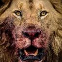 The Lions Den