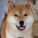Shiba's Chill Server's icon