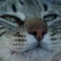 OrangeMSM Discord Server