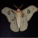 mothman's empire