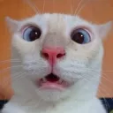 Los Gatos Locos