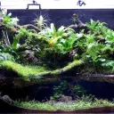 The Paludarium