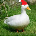 Duck Gang