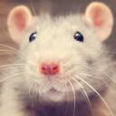 Rat Cult Discord Server Icon