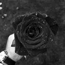 Black Rose's icon