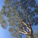 nftrees
