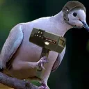 Pigeon Army