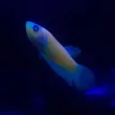 Nano Nirvana