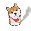 Crack Shiba Coin
