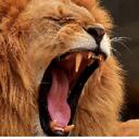 Lion team