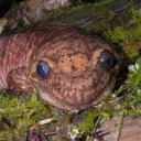 Herpetology Club @ OSU