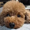 フラット♪のサーバー
