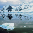 Antartica Life