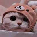😸MadCatt😸