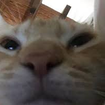 swagcat emojis