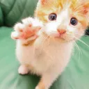 Random Cats