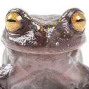 Sapo da Esperança💔's icon