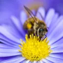 .~*Roobee Hive*~.