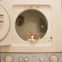 calico