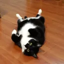 FUV