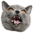 hol_sharted