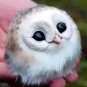 Birb SMP