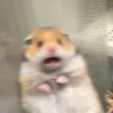 wazzup