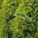 The Gecko Bush