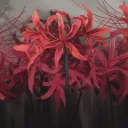 ѕpιdεrlιlιεѕ pαlαcε🐞♥