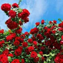 RoseBush