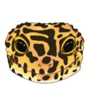 Gecko Island
