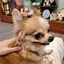 咲想吉樂世界