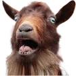West_Goat