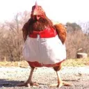 Chicken Club