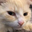 😂•SHEESH•GUYS•😂 Discord server icon